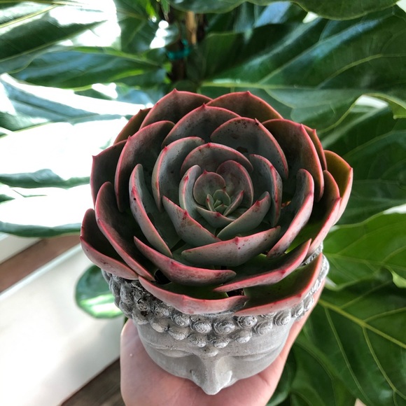 Zen planter - Picture 4 of 4